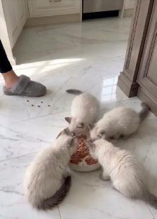 Adorable and Cute Ragdoll Kittens - Photo 3