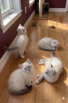 Adorable and Cute Ragdoll Kittens - Photo 4