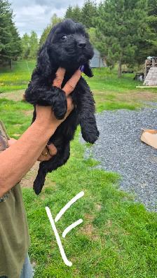Cockapoo
