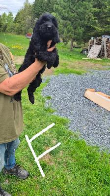 Cockapoo - Photo 2