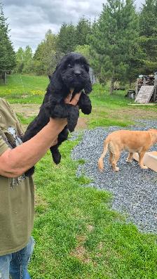 Cockapoo - Photo 3