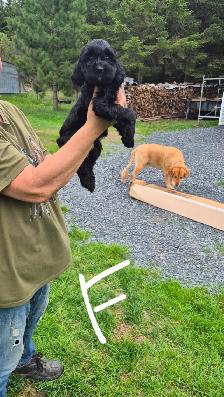 Cockapoo - Photo 4