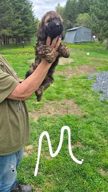 Cockapoo - Photo 5
