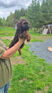 Cockapoo - Photo 6