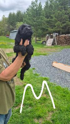 Cockapoo - Photo 7