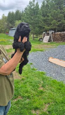 Cockapoo - Photo 8