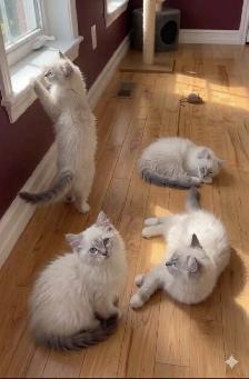 INTRODUCING Adorable and Sweet Ragdoll Kittens