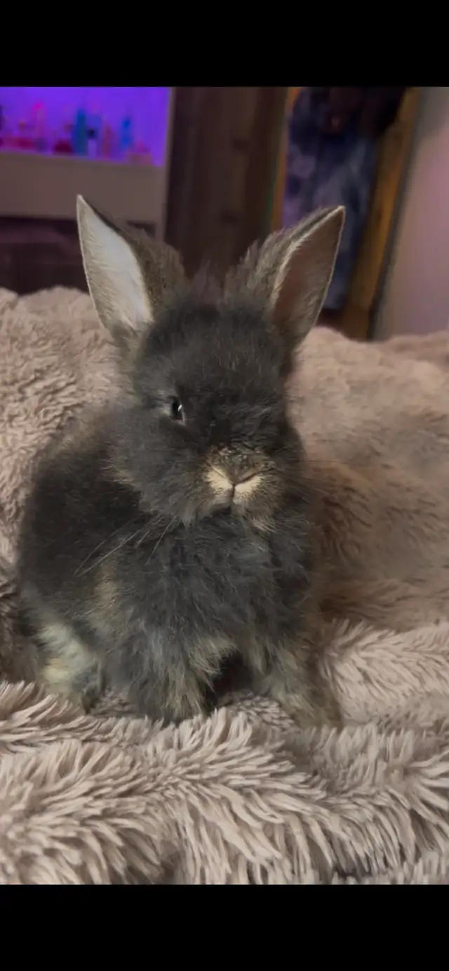 Baby bunny
