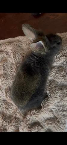 Baby bunny - Photo 2