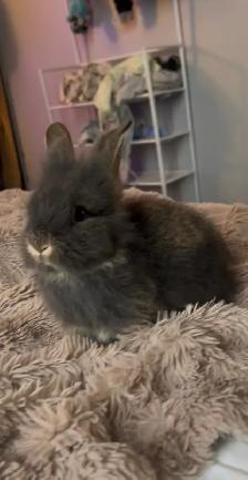 Baby bunny - Photo 3