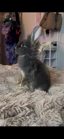 Baby bunny - Photo 4
