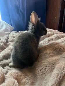 Baby bunny - Photo 5