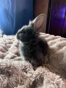 Baby bunny - Photo 6