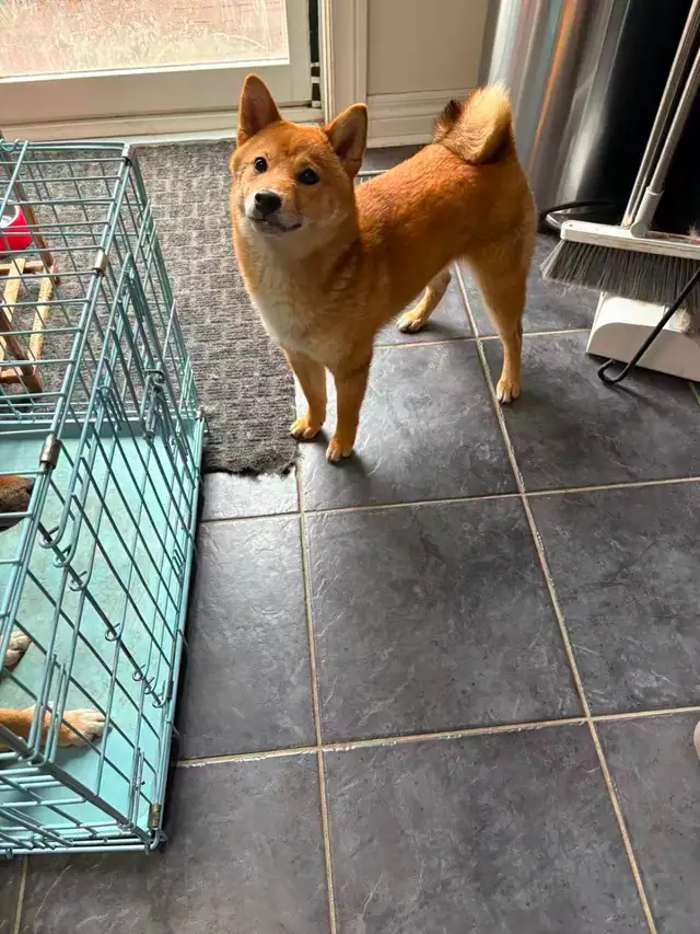 Female Shiba Puppies For Rehoming