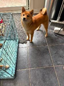 Female Shiba Puppies For Rehoming