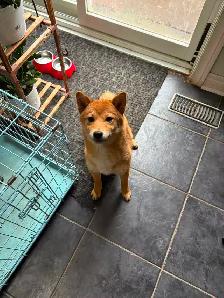 Female Shiba Puppies For Rehoming - Photo 2