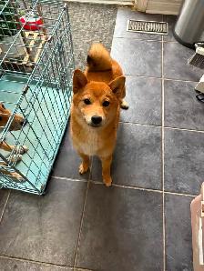 Female Shiba Puppies For Rehoming - Photo 3