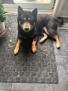 Female Shiba Puppies For Rehoming - Photo 4