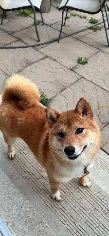 Female Shiba Puppies For Rehoming - Photo 5
