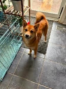 Female Shiba Puppies For Rehoming - Photo 6