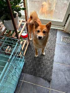 Female Shiba Puppies For Rehoming - Photo 7