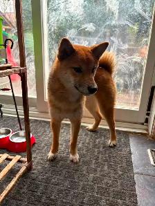 Female Shiba Puppies For Rehoming - Photo 8