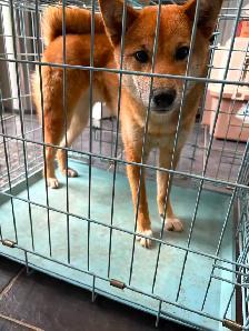 Female Shiba Puppies For Rehoming - Photo 9