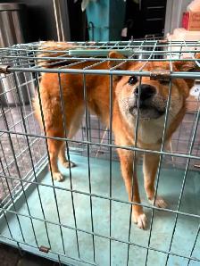 Female Shiba Puppies For Rehoming - Photo 10