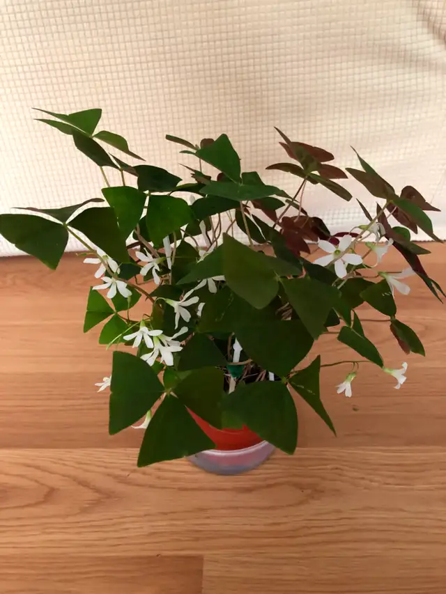 Houseplants