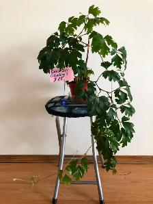 Houseplants - Photo 2