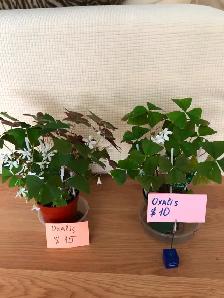 Houseplants - Photo 3