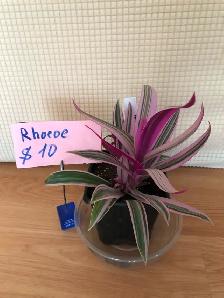 Houseplants - Photo 4