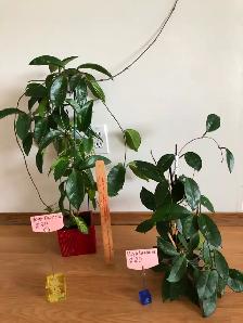 Houseplants - Photo 5