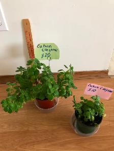 Houseplants - Photo 6
