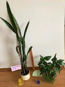 Houseplants - Photo 7