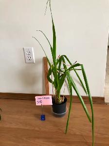 Houseplants - Photo 8