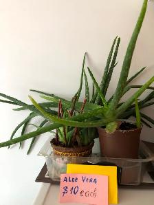 Houseplants - Photo 9