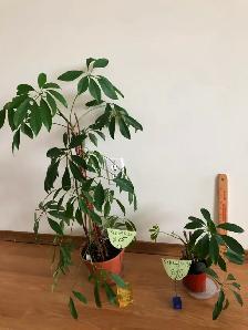 Houseplants - Photo 10