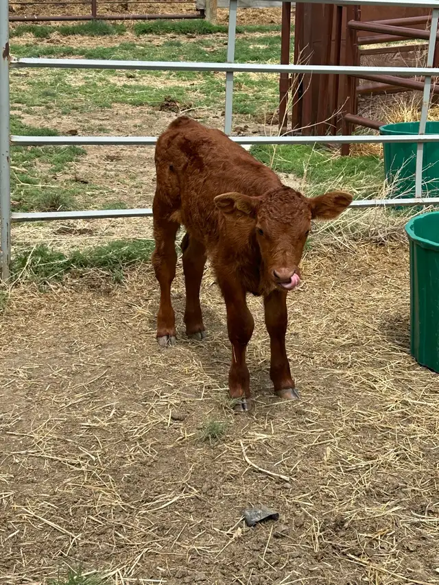 steer calf for sale
