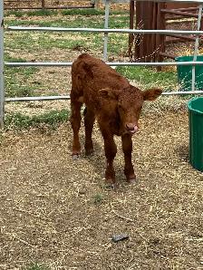 steer calf for sale