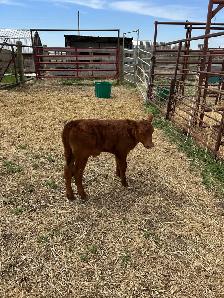 steer calf for sale - Photo 2