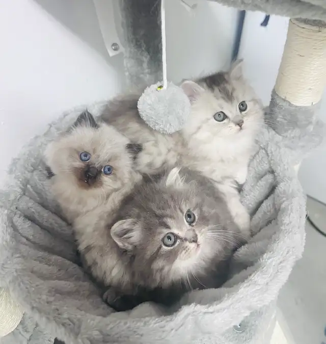 Chattons Himalayen-Perse
