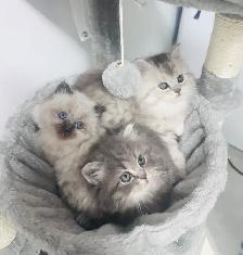 Chattons Himalayen-Perse