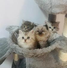 Chattons Himalayen-Perse - Photo 2