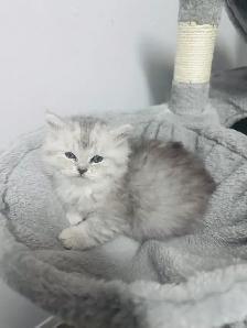 Chattons Himalayen-Perse - Photo 4