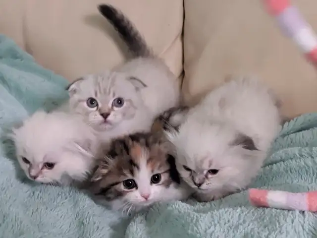 Munchkin/Fold ragdoll/BS Kittens