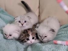 Munchkin/Fold ragdoll/BS Kittens