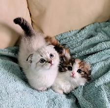 Munchkin/Fold ragdoll/BS Kittens - Photo 2