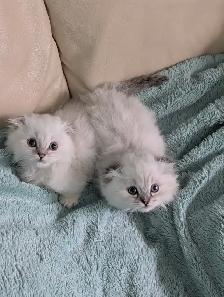 Munchkin/Fold ragdoll/BS Kittens - Photo 3