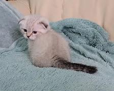Munchkin/Fold ragdoll/BS Kittens - Photo 4